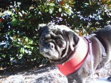 Sunning Pug