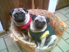 Pugs in colour