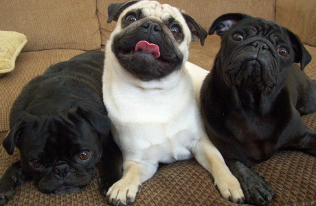 Three Little Pugs