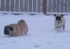 Snow Pugs