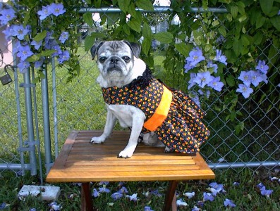 Miss Emma in candy corn Halloween dress