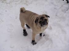 I'm a pug...get me out of the snow.