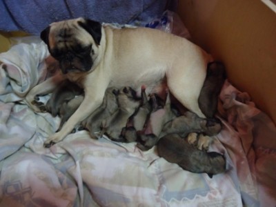 Sissy and her 9 babbies