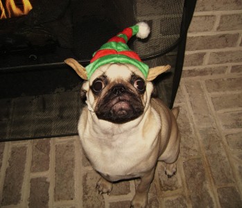 Maximus the Elf