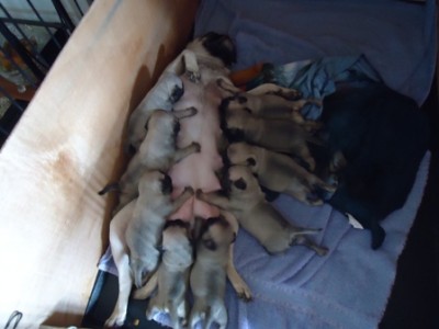 Sissy figured out how to nurse all 9 pups at the same time.