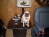 Pug Lamp