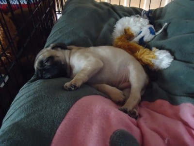 Bear napping after play time.