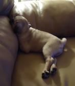 Bear using back of sofa for head rest.