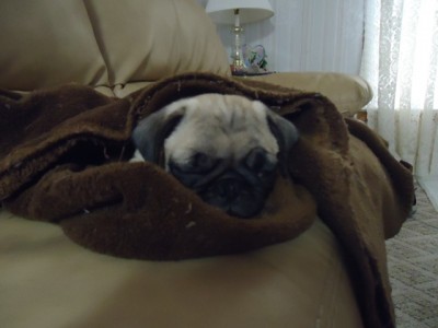 Pug in a Blanket