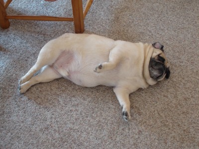 Beached Pug