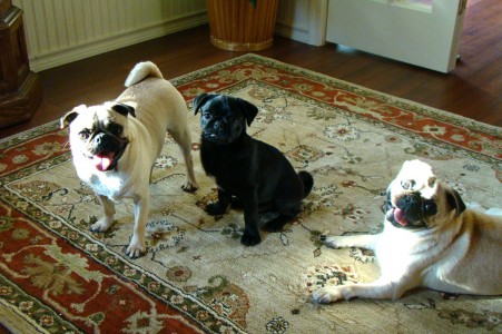 Zoe, Cooper and Chloe