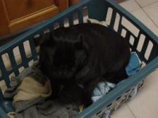 In the washing basket