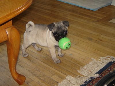 Dewey with ball