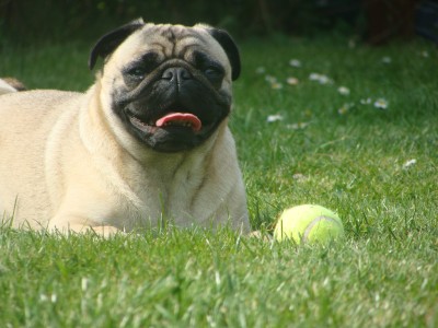 nora and her ball