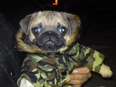 Amos Army Pug