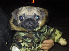 Amos Army Pug