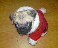 Amos Xmas Pug