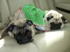 2008 Pug Picnic