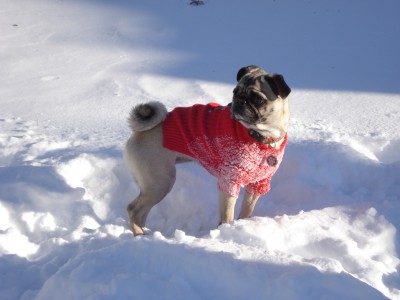 Nebraska Pug