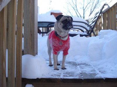 We had to shovel the deck!