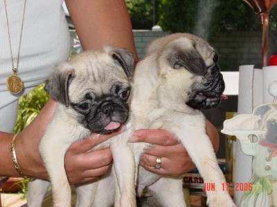 Sabrina and Zack (8 weeks)