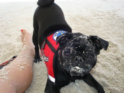 Sand-Pug