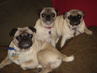 pugs