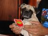 Poker Pug