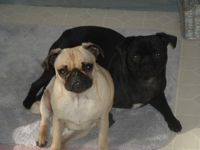 Waiting for Mom to give us a BATH!