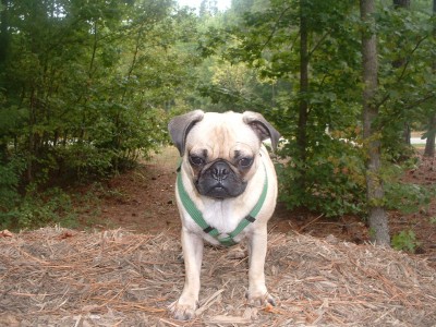 King of the mulch hill