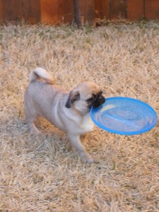 Hendley playing