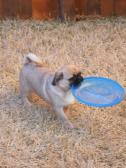 Hendley with Frisbe