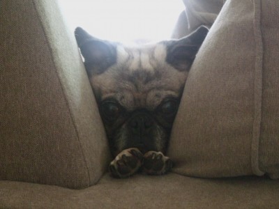 Wedged Pug