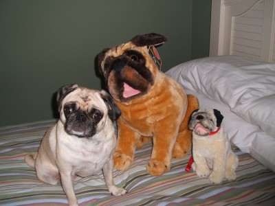 Lucy with Stuffed Friends