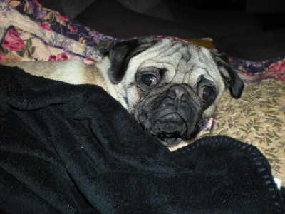 Pug in a rug