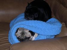 Pug Bunk Bed