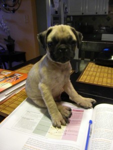 Pug Ate My Homework