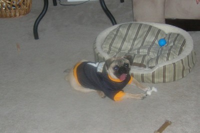 Steeler Fan Pug