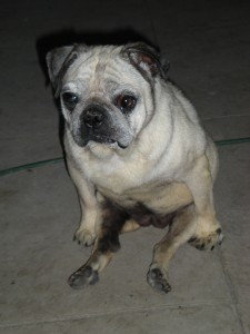 Old  Puggie