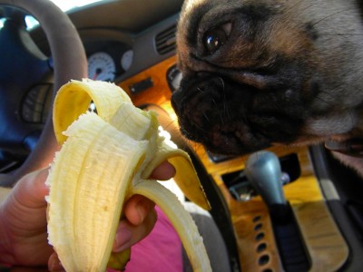 Banana Pug