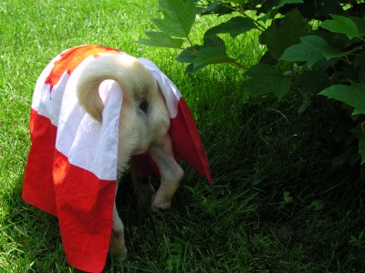 Proud Canadian Pug