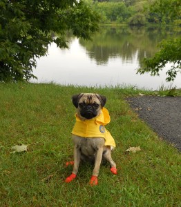 Chloe on a rainy day