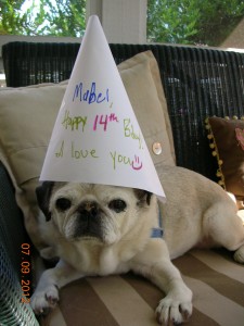 Mabel turns 14!!!