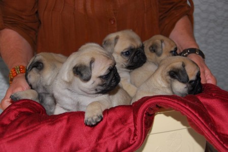 baby pugs