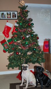 Christmas Pugs