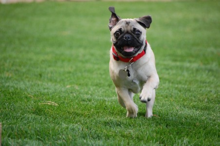 Running Pug!