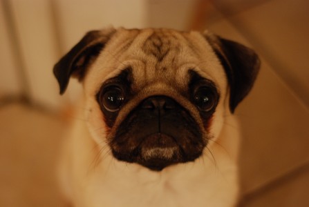 Benji the Pug