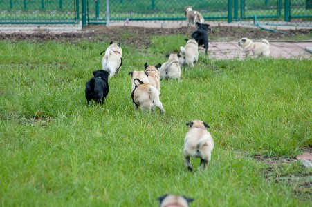 Pugs on the Run!