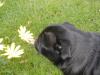 Libby in the daisies