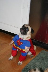 SUPERPUG